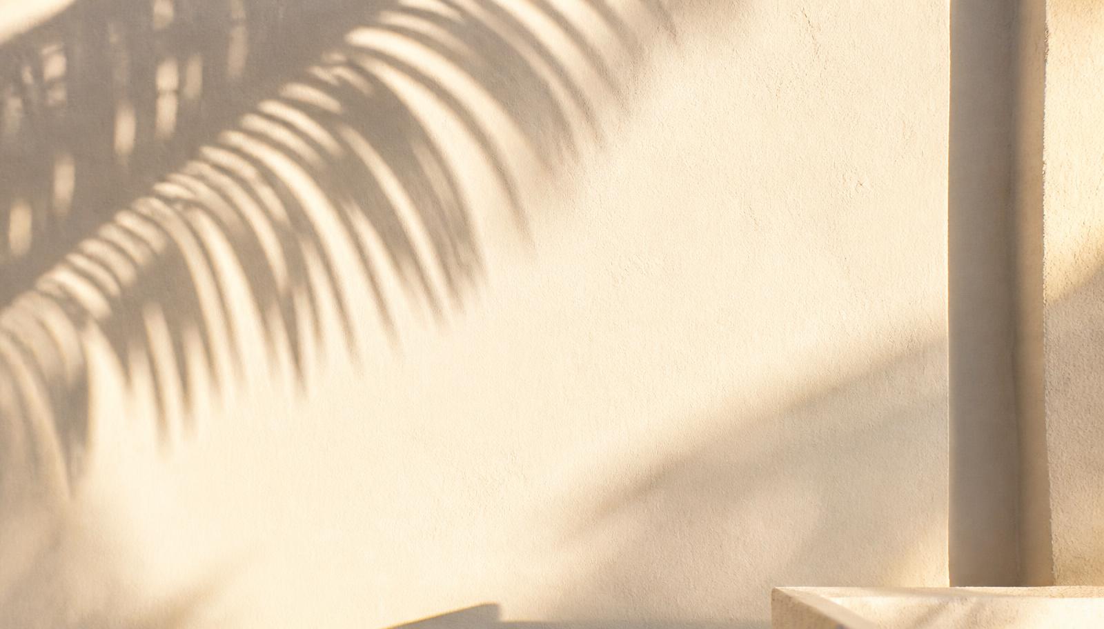 Golden-hour palm frond shadows falling across a white stucco wall